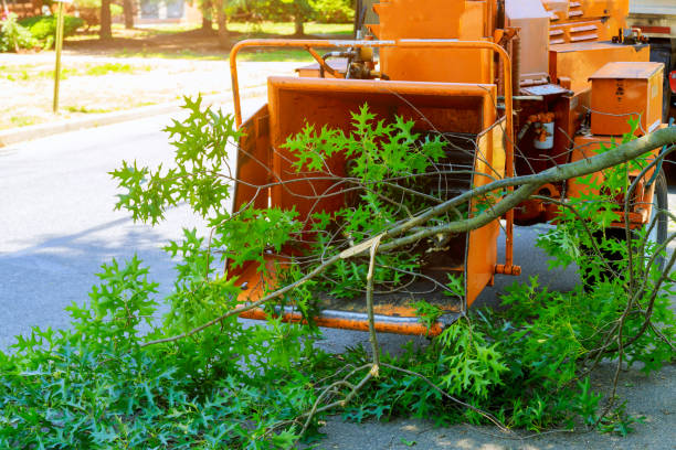 Best Emergency Storm Tree Removal  in Leisure Village West, NJ